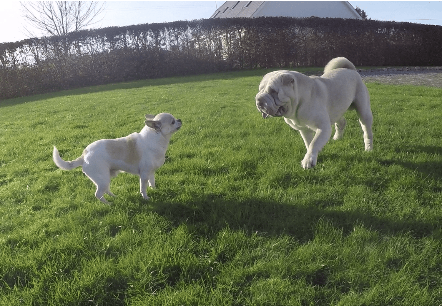 Two dogs in a field